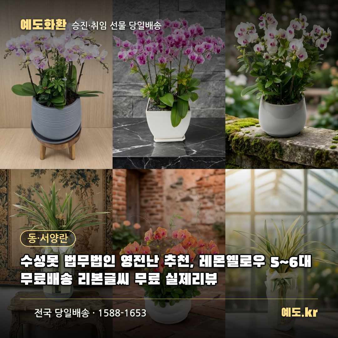 수성못 법무법인 영전난 추천, 레몬옐로우 5~6대 무료배송 리본글씨 무료 실제리뷰 - 예도화환