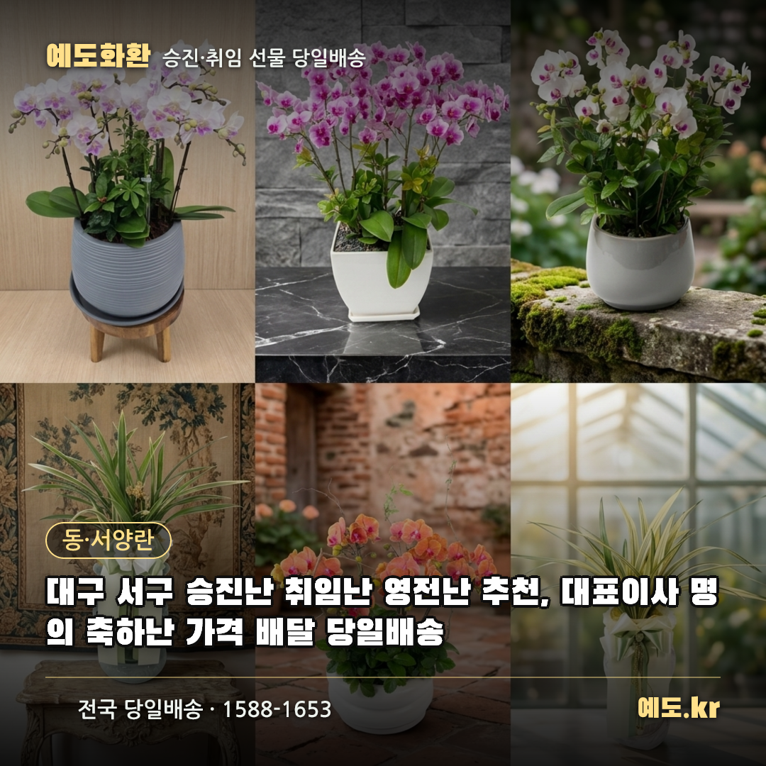 대구 서구 승진난 취임난 영전난 추천, 대표이사 명의 축하난 가격 배달 당일배송 - 예도화환