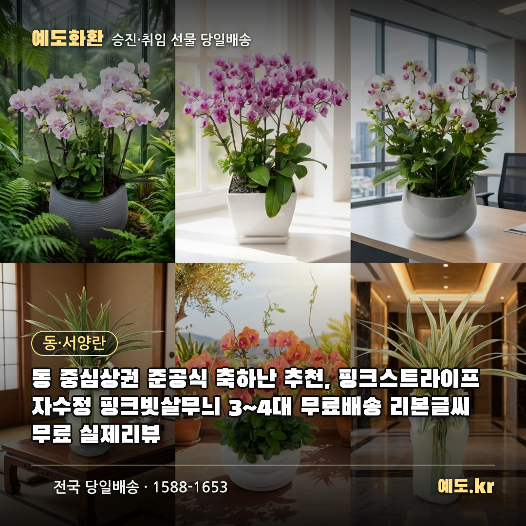 동 중심상권 준공식 축하난 추천, 핑크스트라이프 자수정 핑크빗살무늬 3~4대 무료배송 리본글씨 무료 실제리뷰 - 예도화환