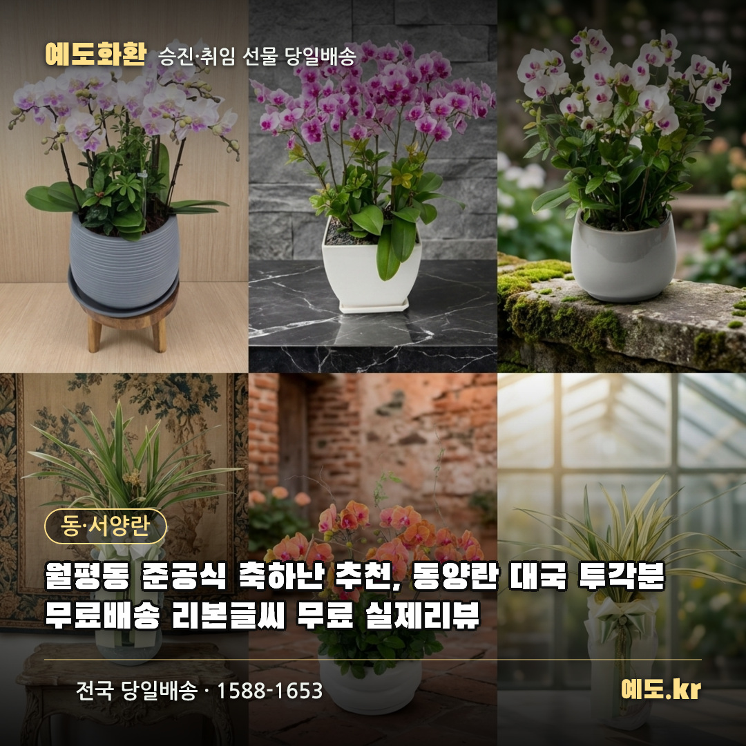 월평동 준공식 축하난 추천, 동양란 대국 투각분 무료배송 리본글씨 무료 실제리뷰 - 예도화환