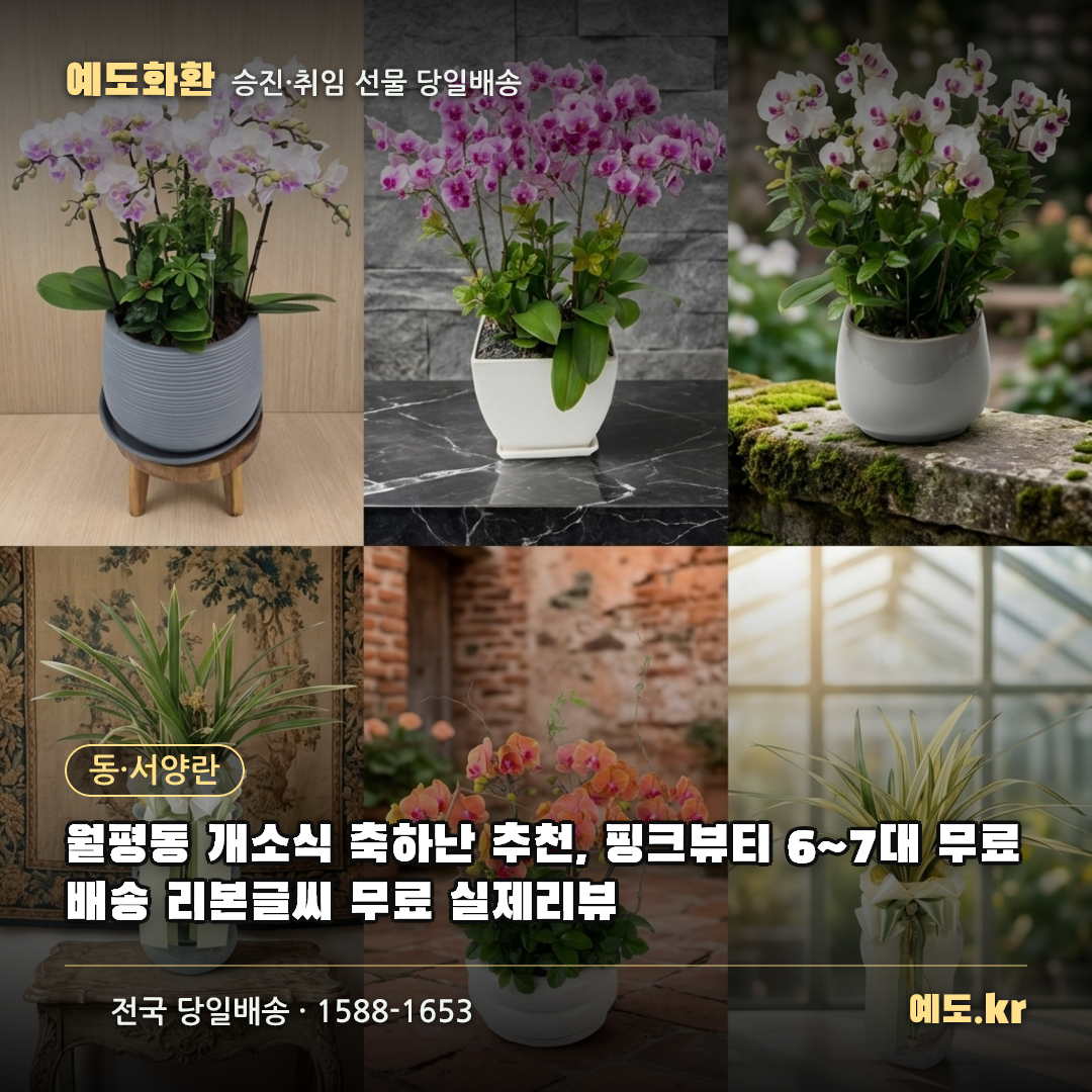 월평동 개소식 축하난 추천, 핑크뷰티 6~7대 무료배송 리본글씨 무료 실제리뷰 - 예도화환