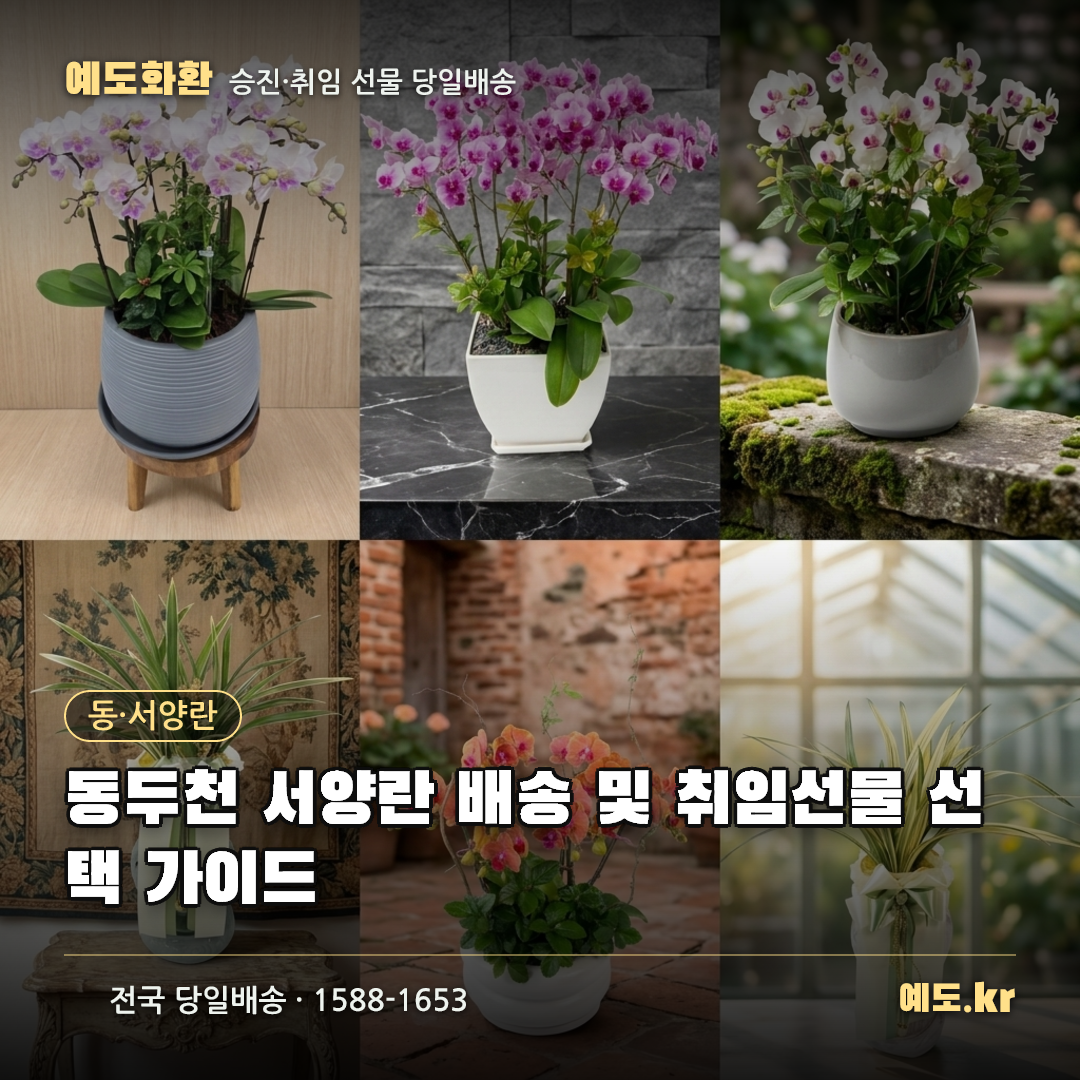 동두천 서양란 배송 및 취임선물 선택 가이드 - 예도화환