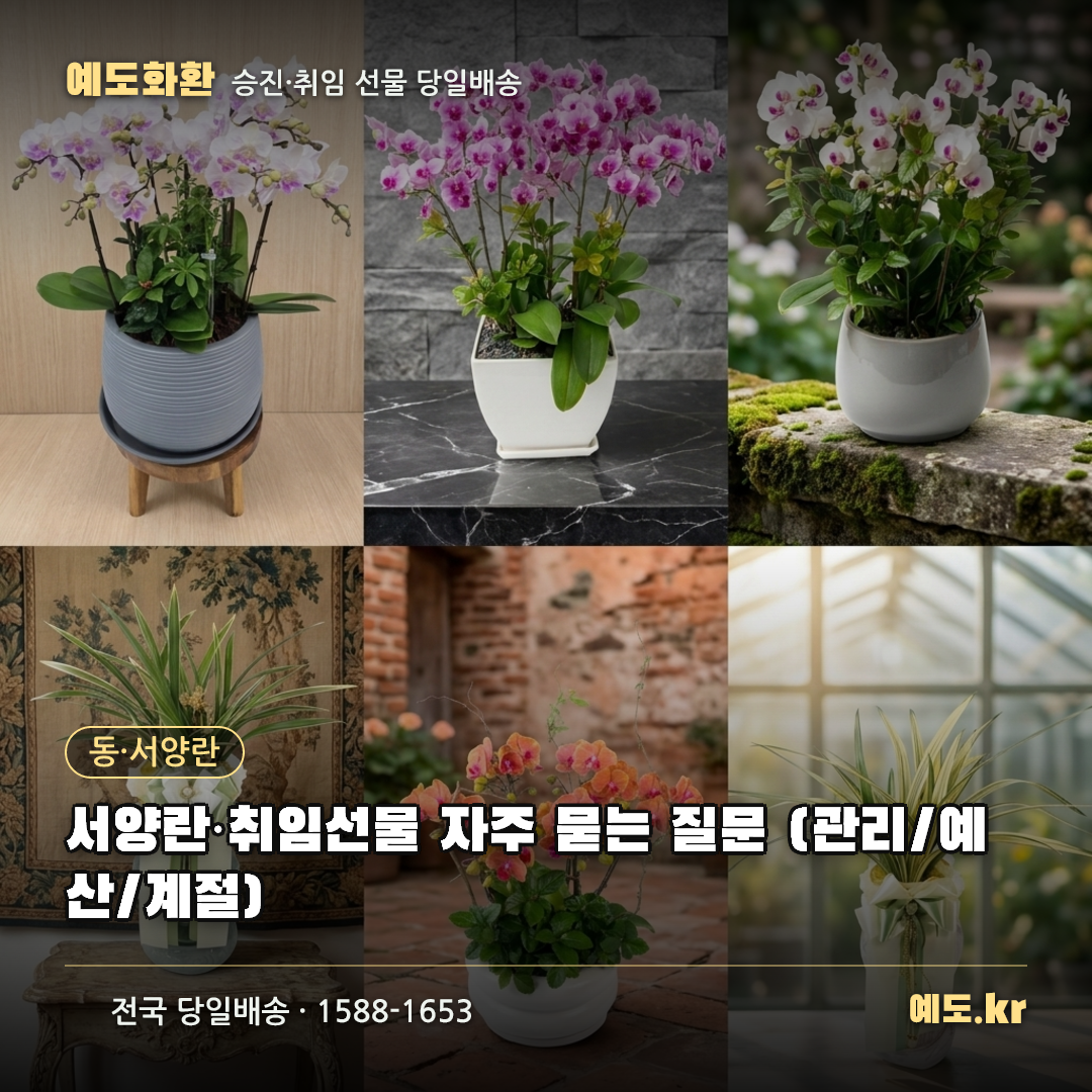 서양란·취임선물 자주 묻는 질문 (관리/예산/계절) - 예도화환