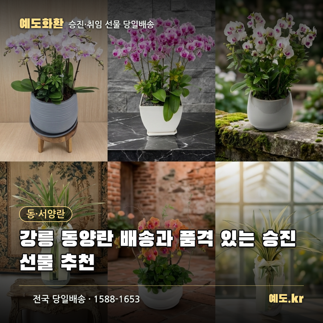 강릉 동양란 배송과 품격 있는 승진선물 추천 - 예도화환