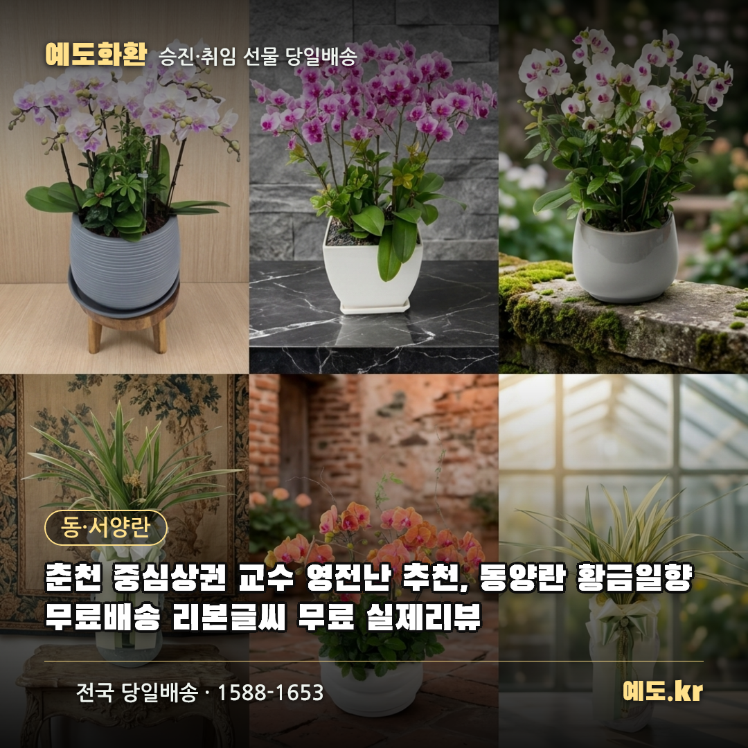 춘천 중심상권 교수 영전난 추천, 동양란 황금일향 무료배송 리본글씨 무료 실제리뷰 - 예도화환