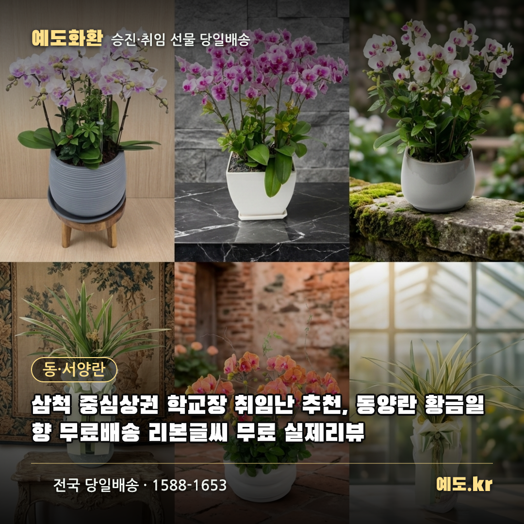 삼척 중심상권 학교장 취임난 추천, 동양란 황금일향 무료배송 리본글씨 무료 실제리뷰 - 예도화환