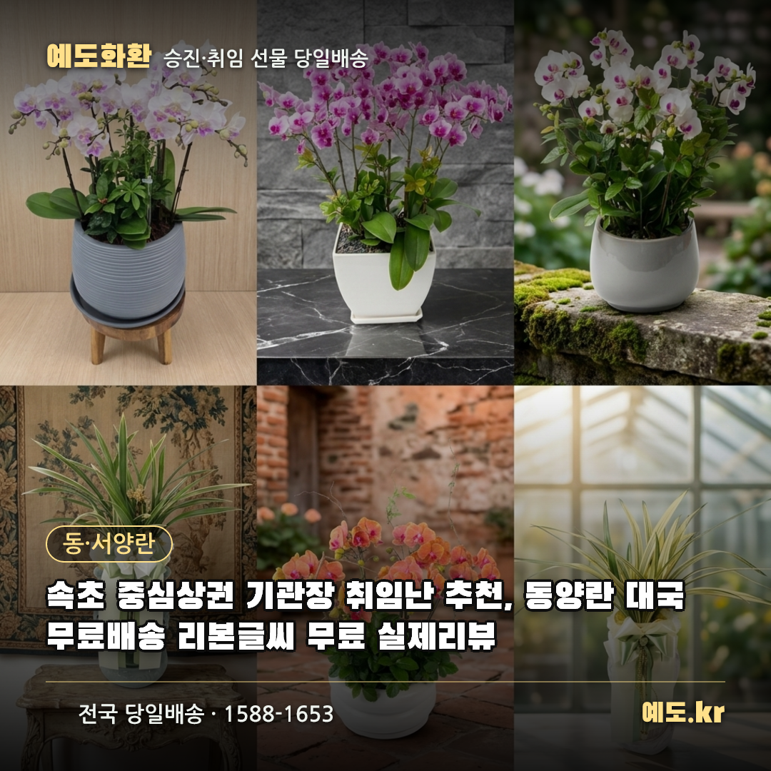 속초 중심상권 기관장 취임난 추천, 동양란 대국 무료배송 리본글씨 무료 실제리뷰 - 예도화환