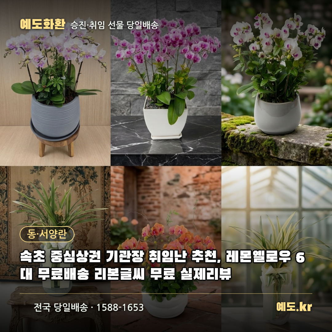 속초 중심상권 기관장 취임난 추천, 레몬옐로우 6대 무료배송 리본글씨 무료 실제리뷰 - 예도화환