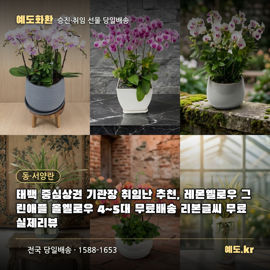 태백 중심상권 기관장 취임난 추천, 레몬옐로우 그린애플 올옐로우 4~5대 무료배송 리본글씨 무료 실제리뷰 - 예도화환