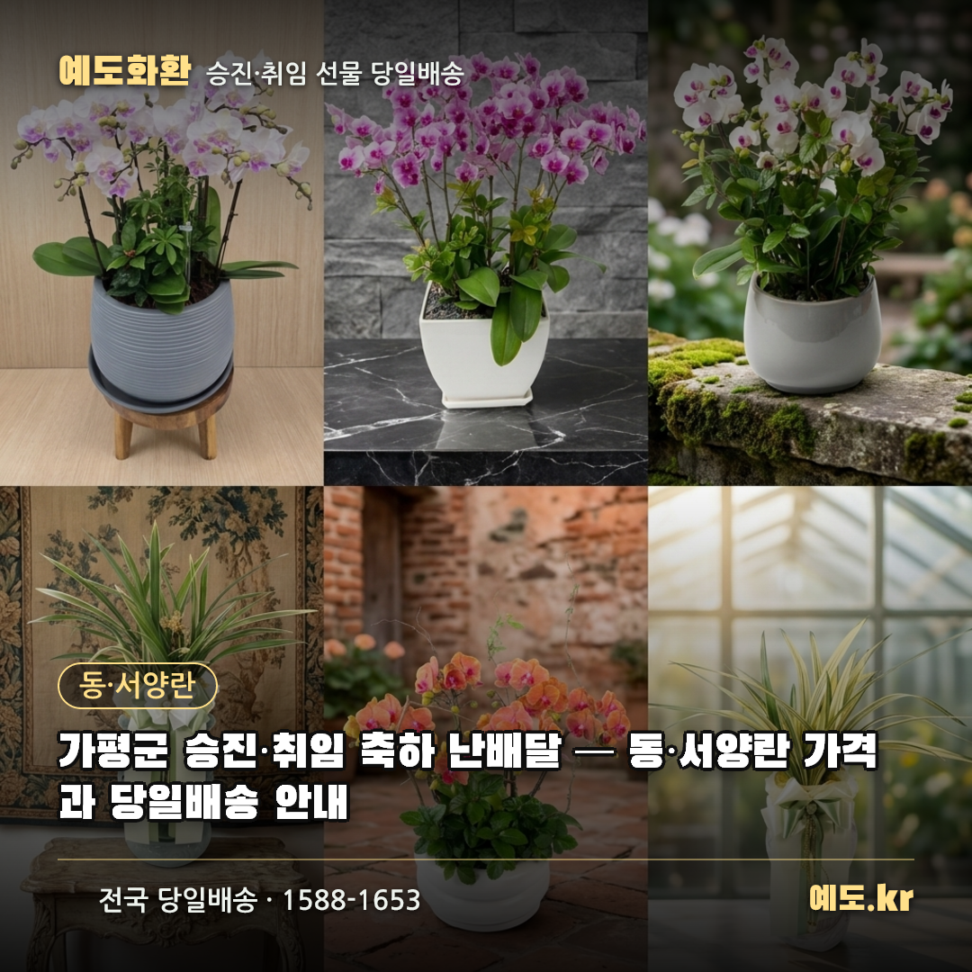 가평군 승진·취임 축하 난배달 — 동·서양란 가격과 당일배송 안내 - 예도화환