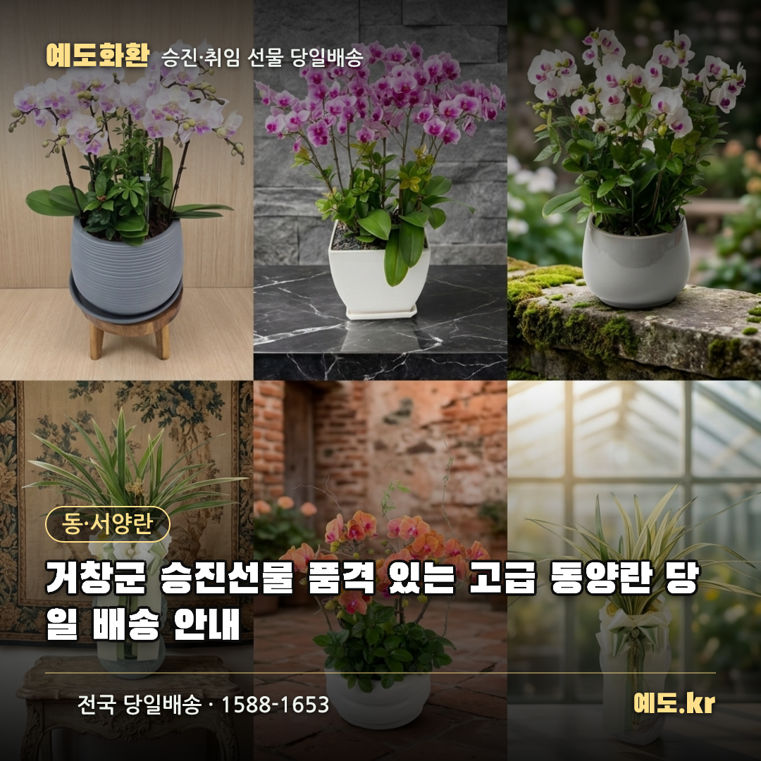 거창군 승진선물 품격 있는 고급 동양란 당일 배송 안내 - 예도화환
