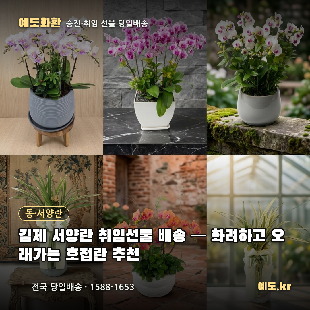 김제 서양란 취임선물 배송 — 화려하고 오래가는 호접란 추천 - 예도화환