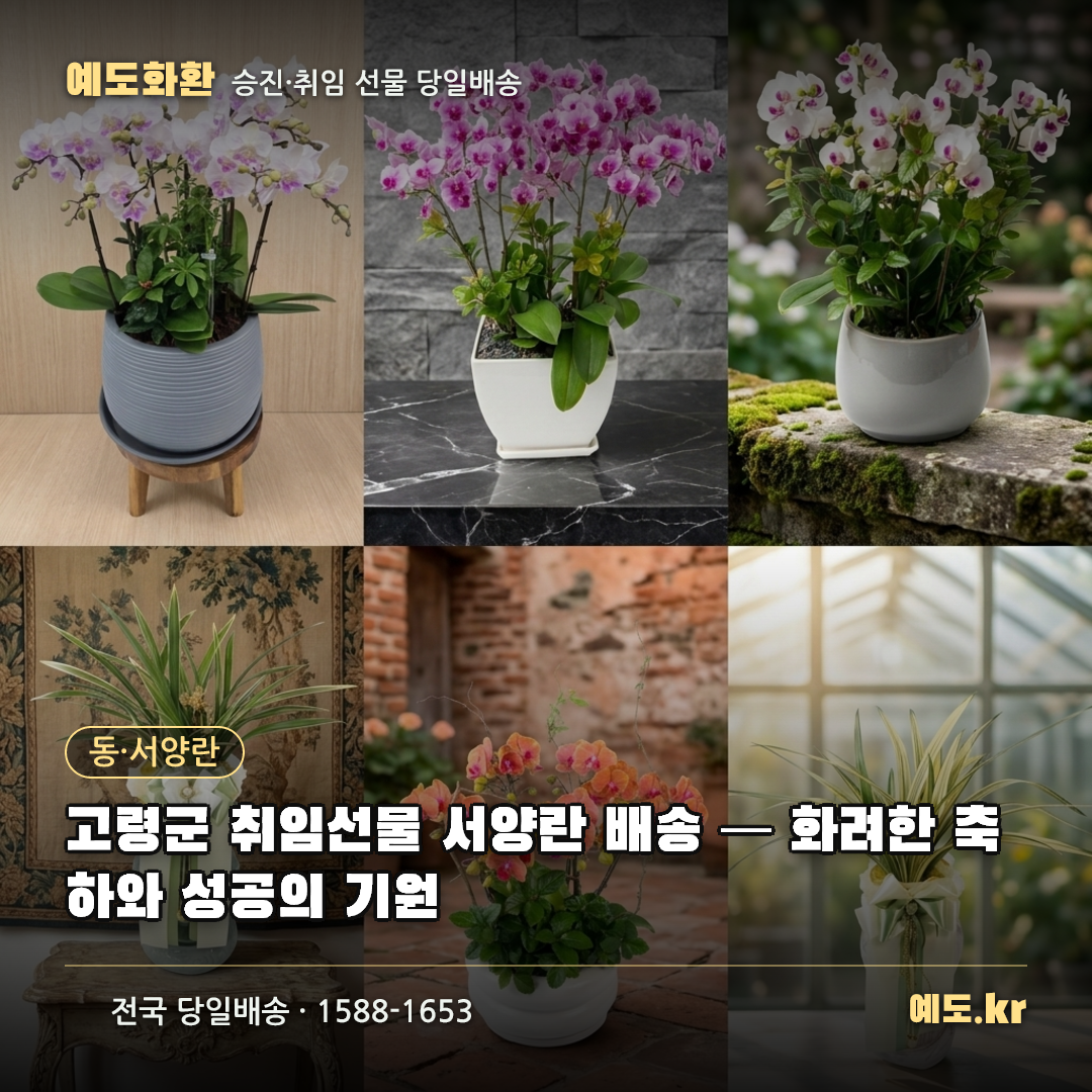 고령군 취임선물 서양란 배송 — 화려한 축하와 성공의 기원 - 예도화환