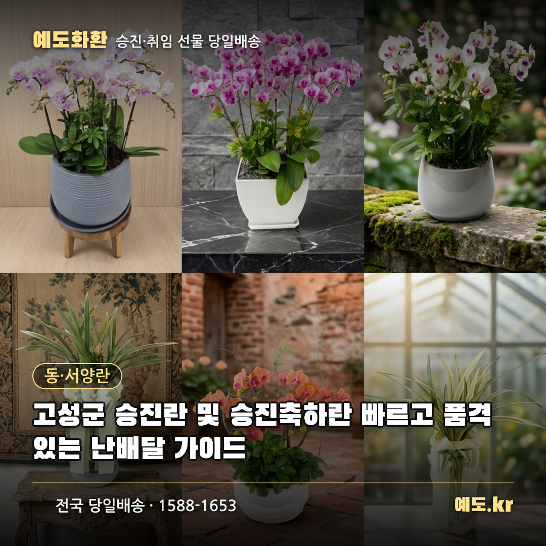 고성군 승진란 및 승진축하란 빠르고 품격 있는 난배달 가이드 - 예도화환