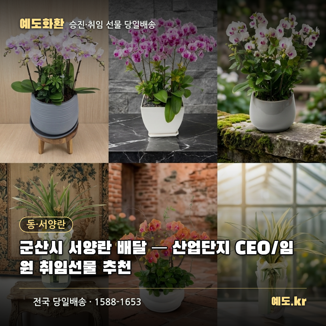 군산시 서양란 배달 — 산업단지 CEO/임원 취임선물 추천 - 예도화환
