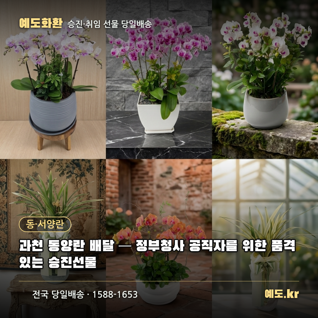 과천 동양란 배달 — 정부청사 공직자를 위한 품격 있는 승진선물 - 예도화환