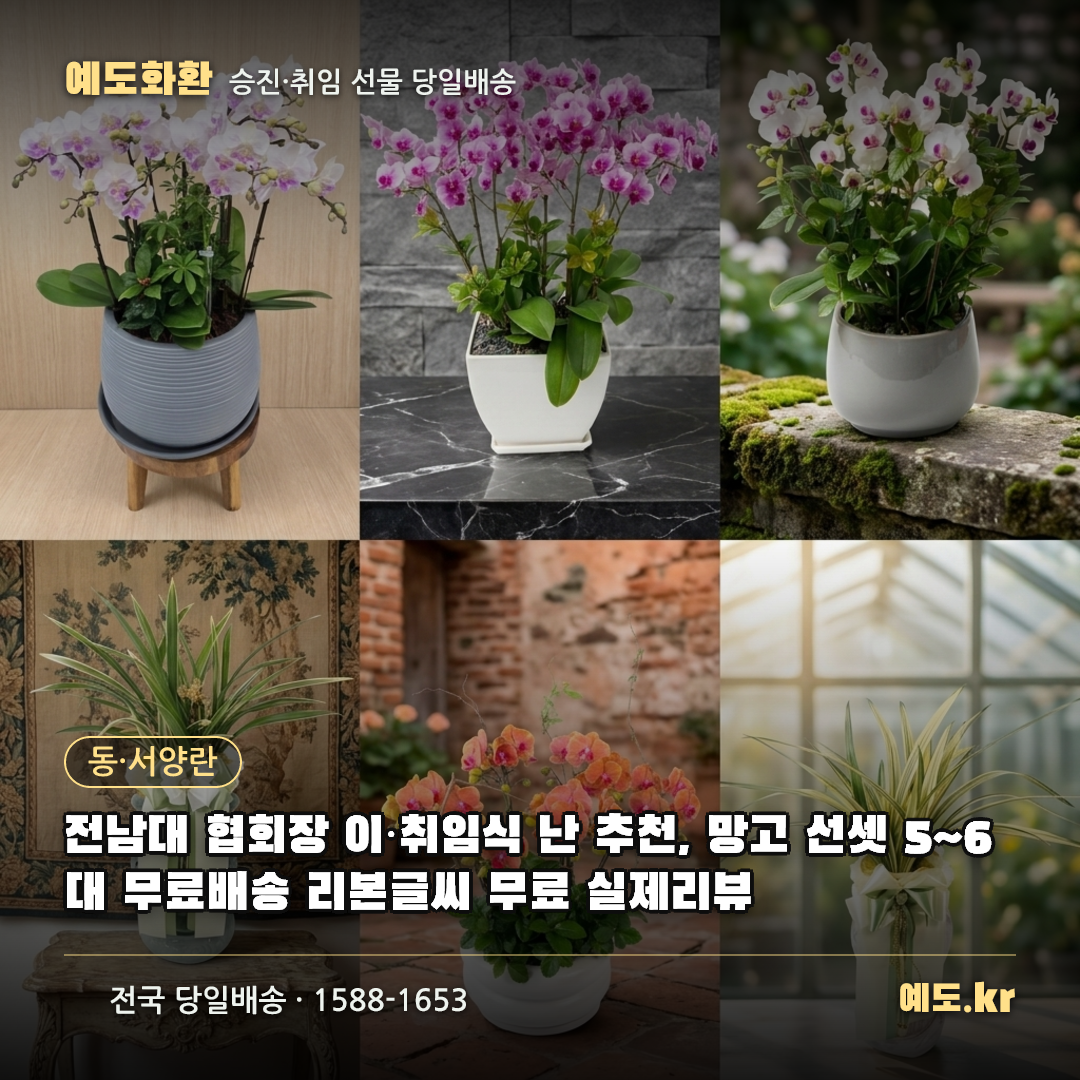 전남대 협회장 이·취임식 난 추천, 망고 선셋 5~6대 무료배송 리본글씨 무료 실제리뷰 - 예도화환