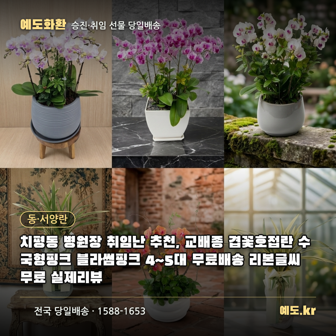 치평동 병원장 취임난 추천, 교배종 겹꽃호접란 수국형핑크 블라썸핑크 4~5대 무료배송 리본글씨 무료 실제리뷰 - 예도화환