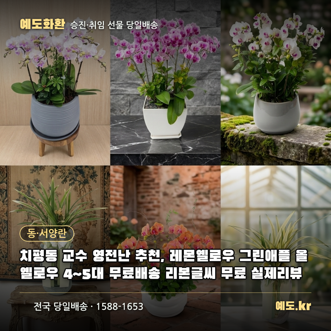 치평동 교수 영전난 추천, 레몬옐로우 그린애플 올옐로우 4~5대 무료배송 리본글씨 무료 실제리뷰 - 예도화환