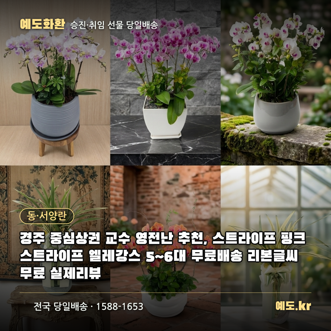 경주 중심상권 교수 영전난 추천, 스트라이프 핑크스트라이프 엘레강스 5~6대 무료배송 리본글씨 무료 실제리뷰 - 예도화환