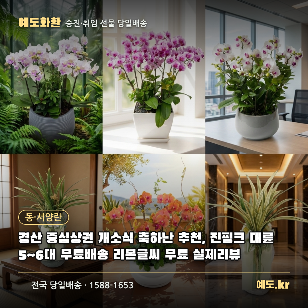 경산 중심상권 개소식 축하난 추천, 진핑크 대륜 5~6대 무료배송 리본글씨 무료 실제리뷰 - 예도화환