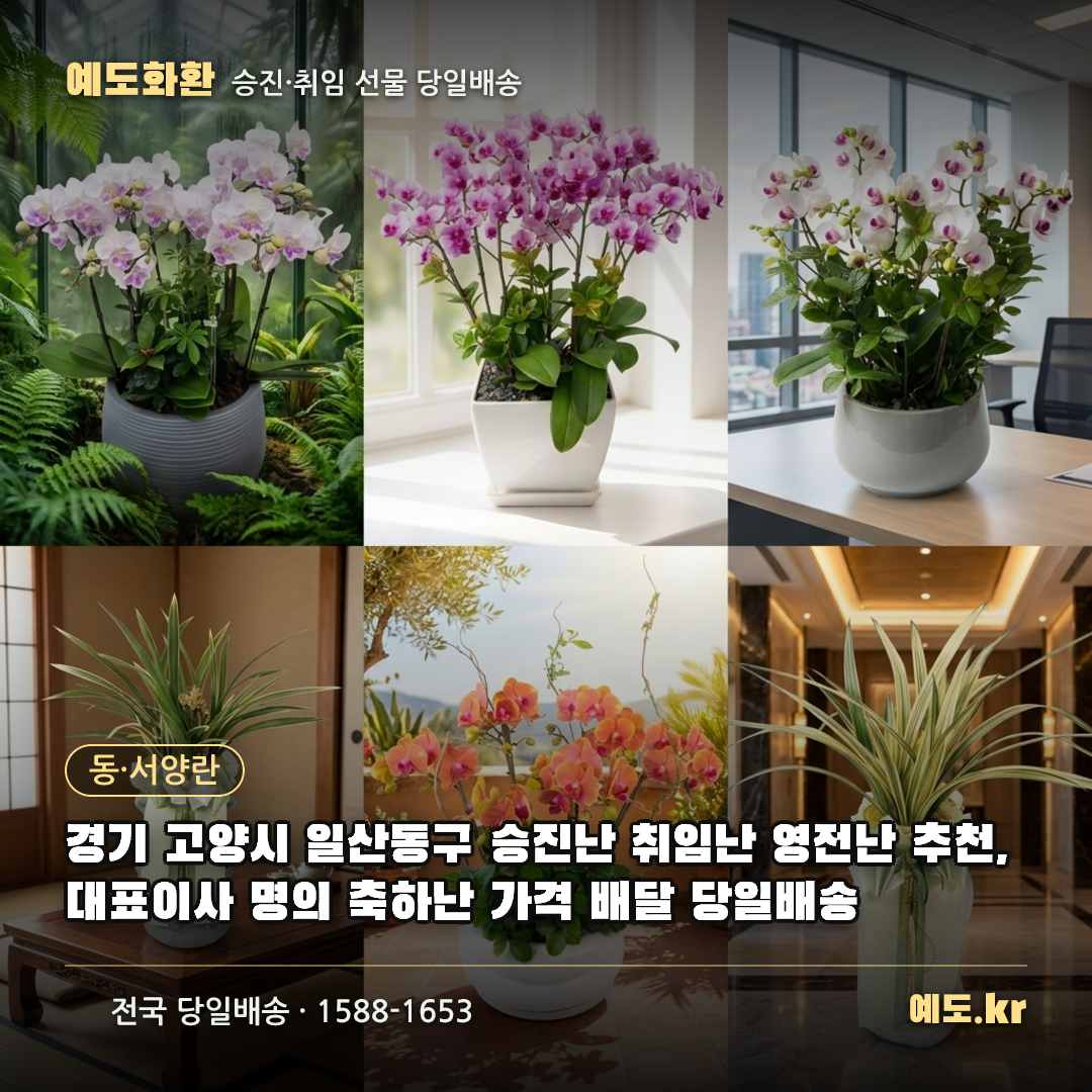 경기 고양시 일산동구 승진난 취임난 영전난 추천, 대표이사 명의 축하난 가격 배달 당일배송 - 예도화환