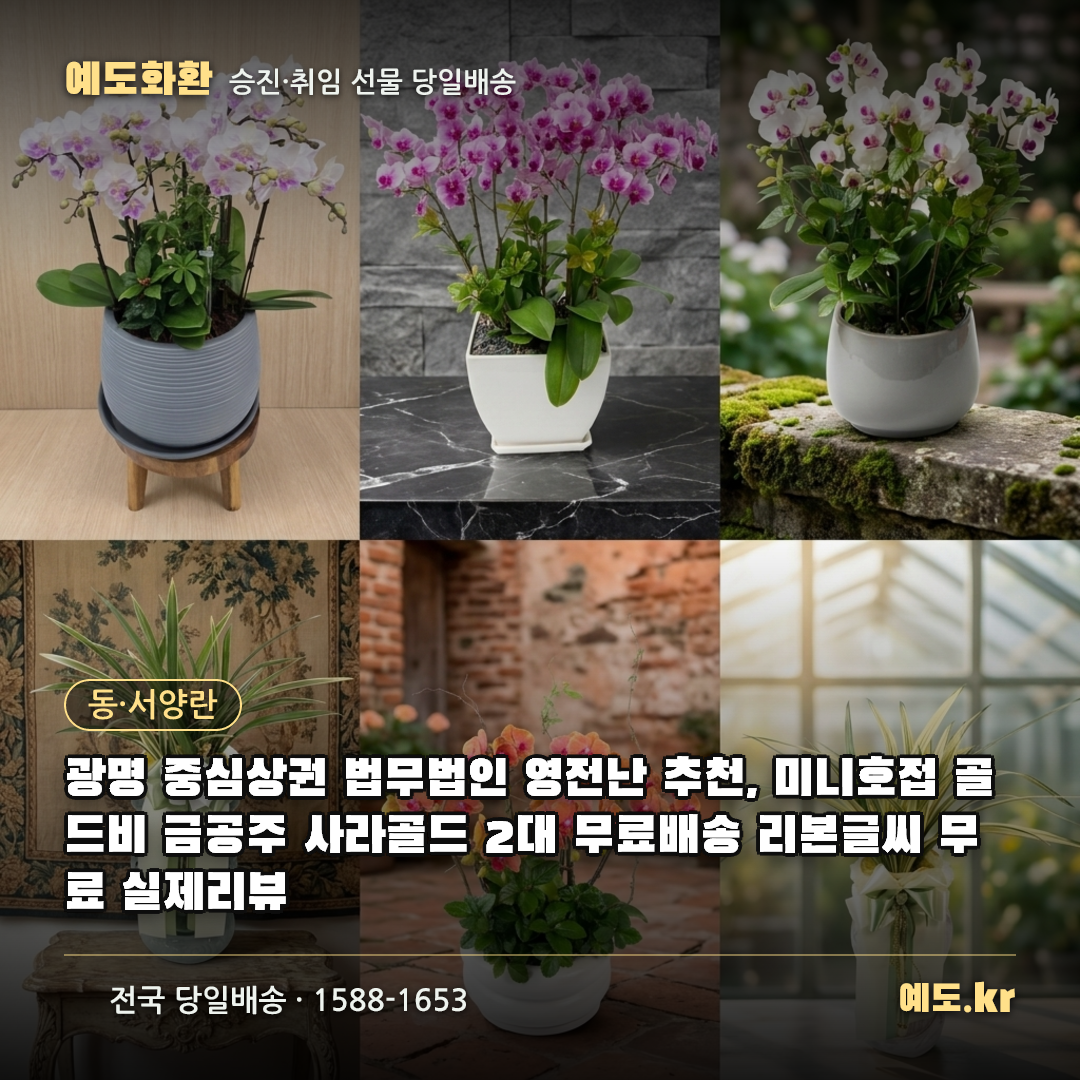 광명 중심상권 법무법인 영전난 추천, 미니호접 골드비 금공주 사라골드 2대 무료배송 리본글씨 무료 실제리뷰 - 예도화환