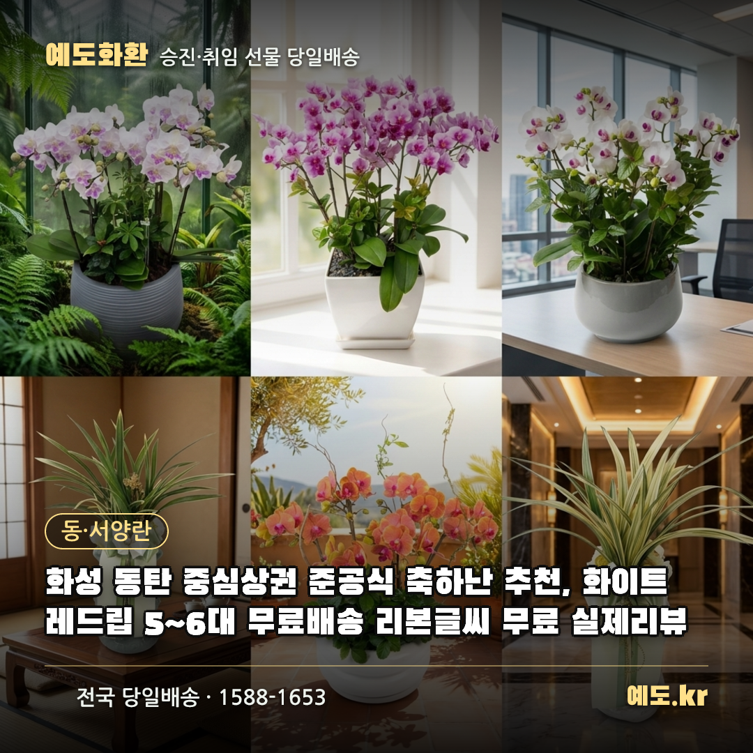 화성 동탄 중심상권 준공식 축하난 추천, 화이트 레드립 5~6대 무료배송 리본글씨 무료 실제리뷰 - 예도화환