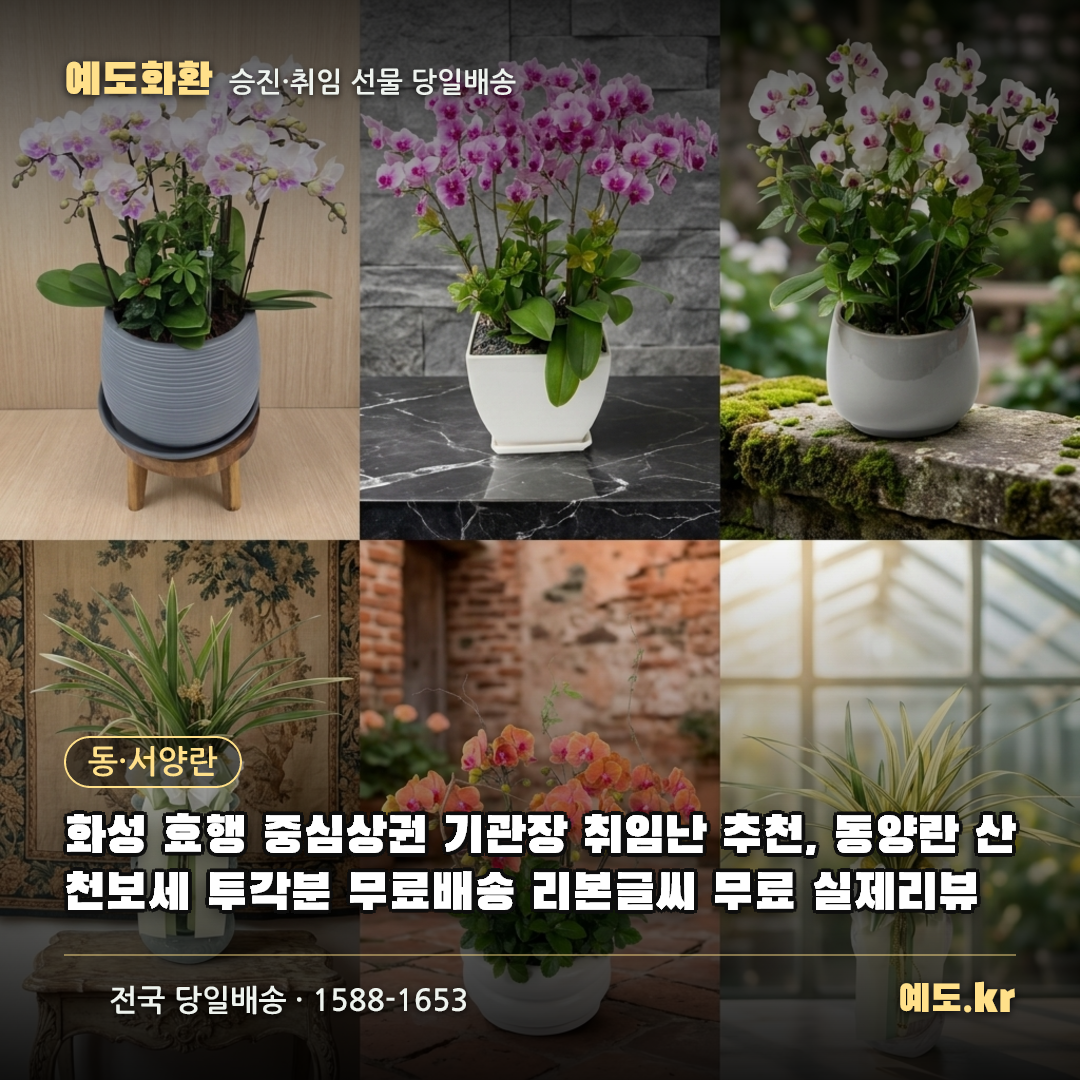 화성 효행 중심상권 기관장 취임난 추천, 동양란 산천보세 투각분 무료배송 리본글씨 무료 실제리뷰 - 예도화환