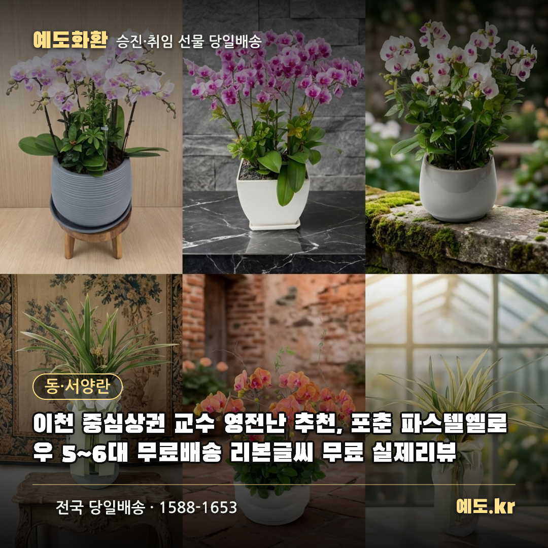 이천 중심상권 교수 영전난 추천, 포춘 파스텔옐로우 5~6대 무료배송 리본글씨 무료 실제리뷰 - 예도화환