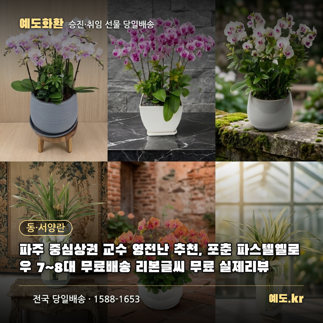 파주 중심상권 교수 영전난 추천, 포춘 파스텔옐로우 7~8대 무료배송 리본글씨 무료 실제리뷰 - 예도화환