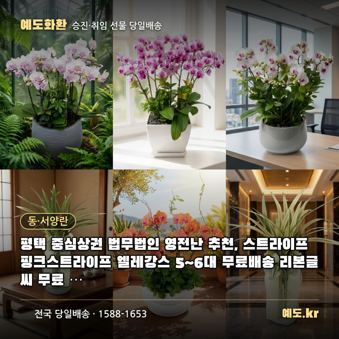 평택 중심상권 법무법인 영전난 추천, 스트라이프 핑크스트라이프 엘레강스 5~6대 무료배송 리본글씨 무료 실제리뷰 - 예도화환
