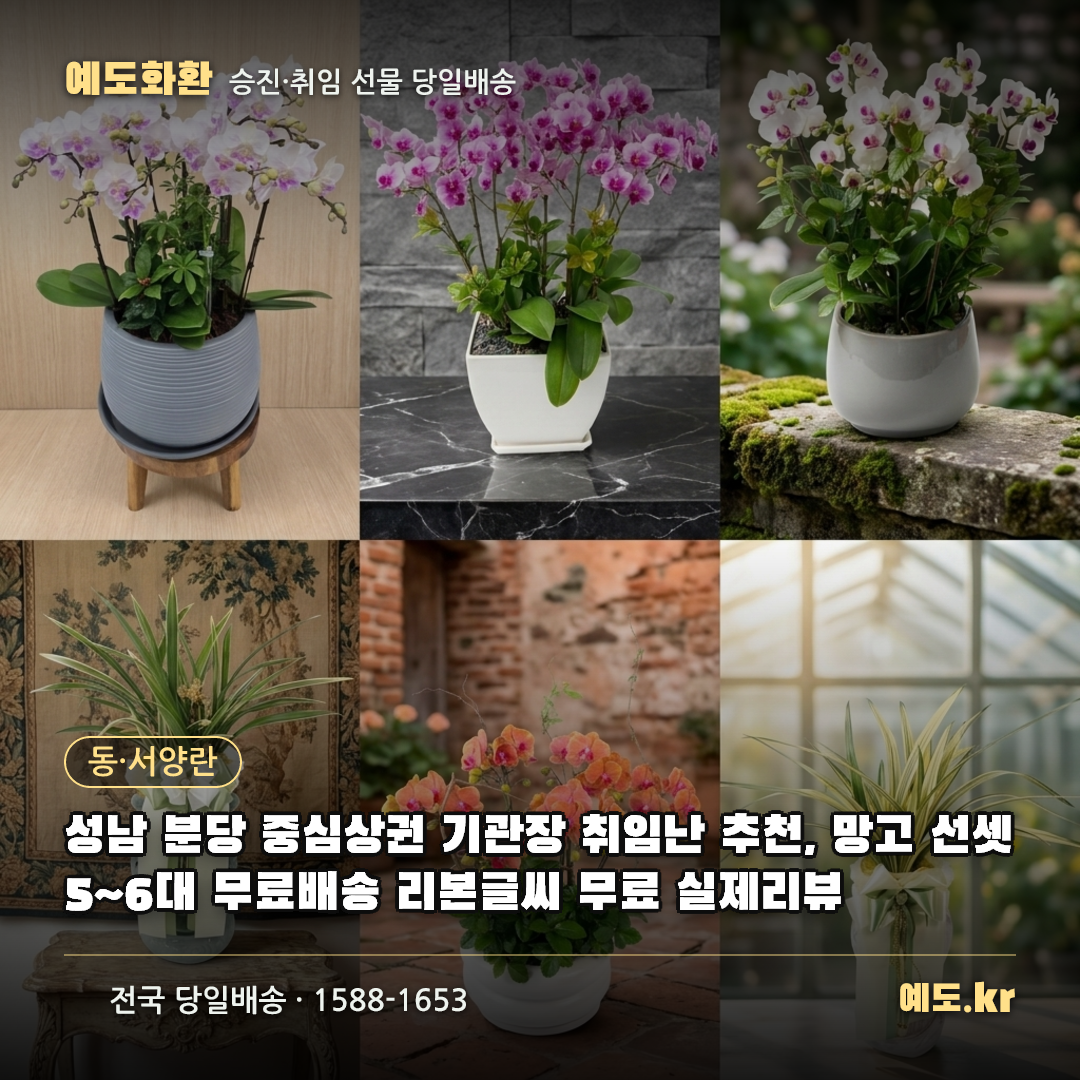 성남 분당 중심상권 기관장 취임난 추천, 망고 선셋 5~6대 무료배송 리본글씨 무료 실제리뷰 - 예도화환