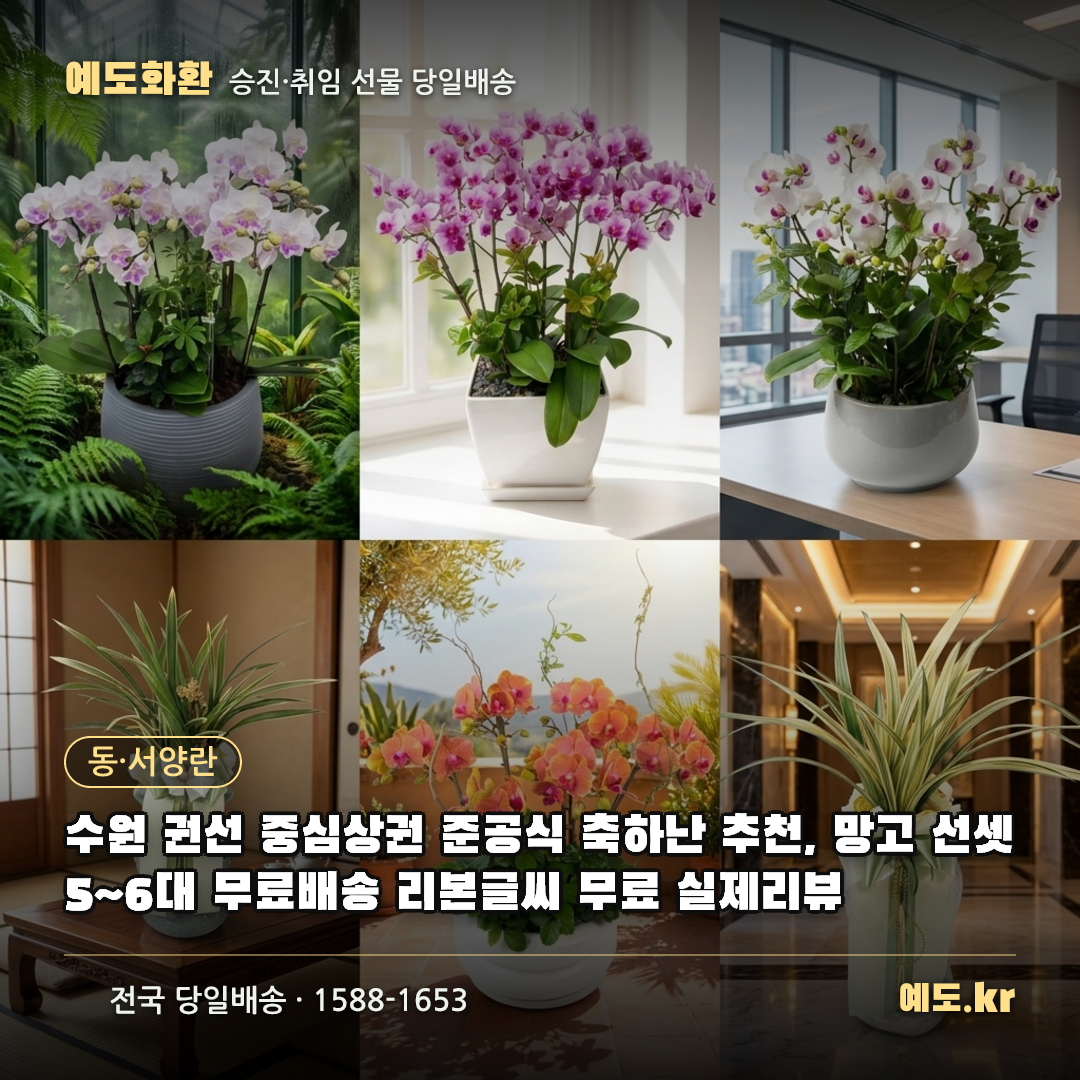 수원 권선 중심상권 준공식 축하난 추천, 망고 선셋 5~6대 무료배송 리본글씨 무료 실제리뷰 - 예도화환