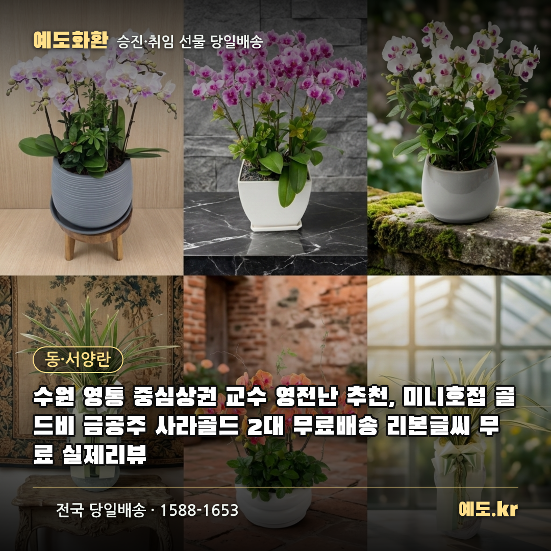 수원 영통 중심상권 교수 영전난 추천, 미니호접 골드비 금공주 사라골드 2대 무료배송 리본글씨 무료 실제리뷰 - 예도화환