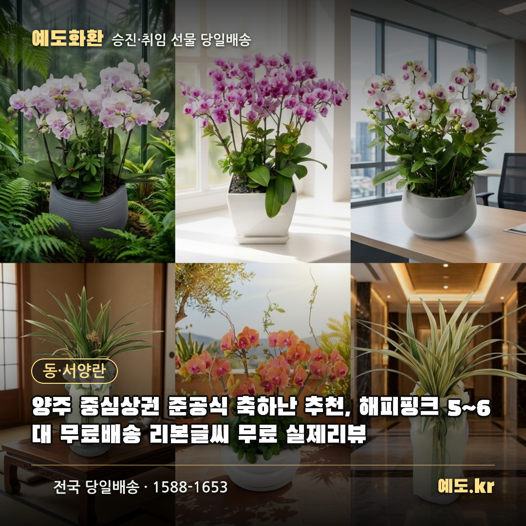 양주 중심상권 준공식 축하난 추천, 해피핑크 5~6대 무료배송 리본글씨 무료 실제리뷰 - 예도화환
