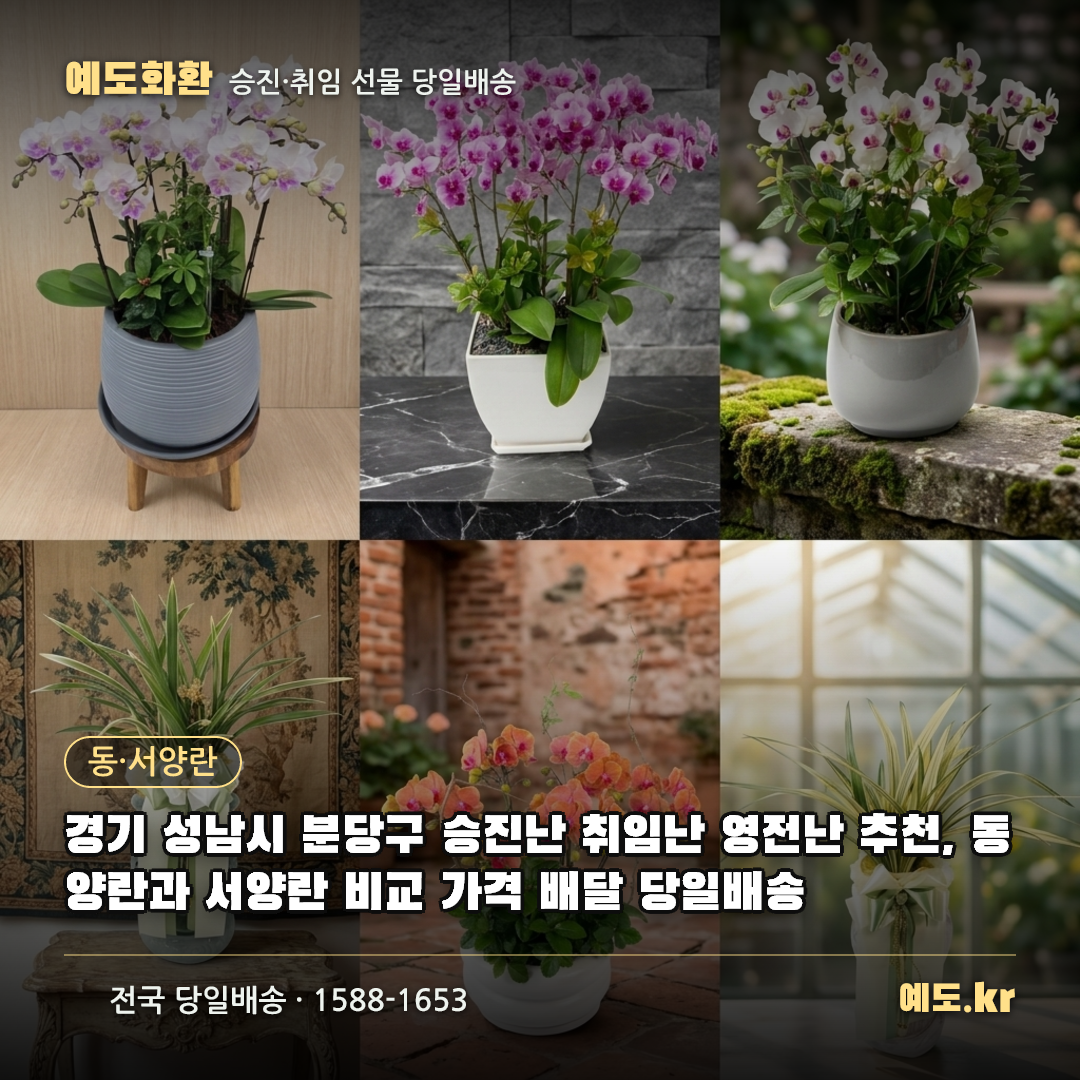 경기 성남시 분당구 승진난 취임난 영전난 추천, 동양란과 서양란 비교 가격 배달 당일배송 - 예도화환