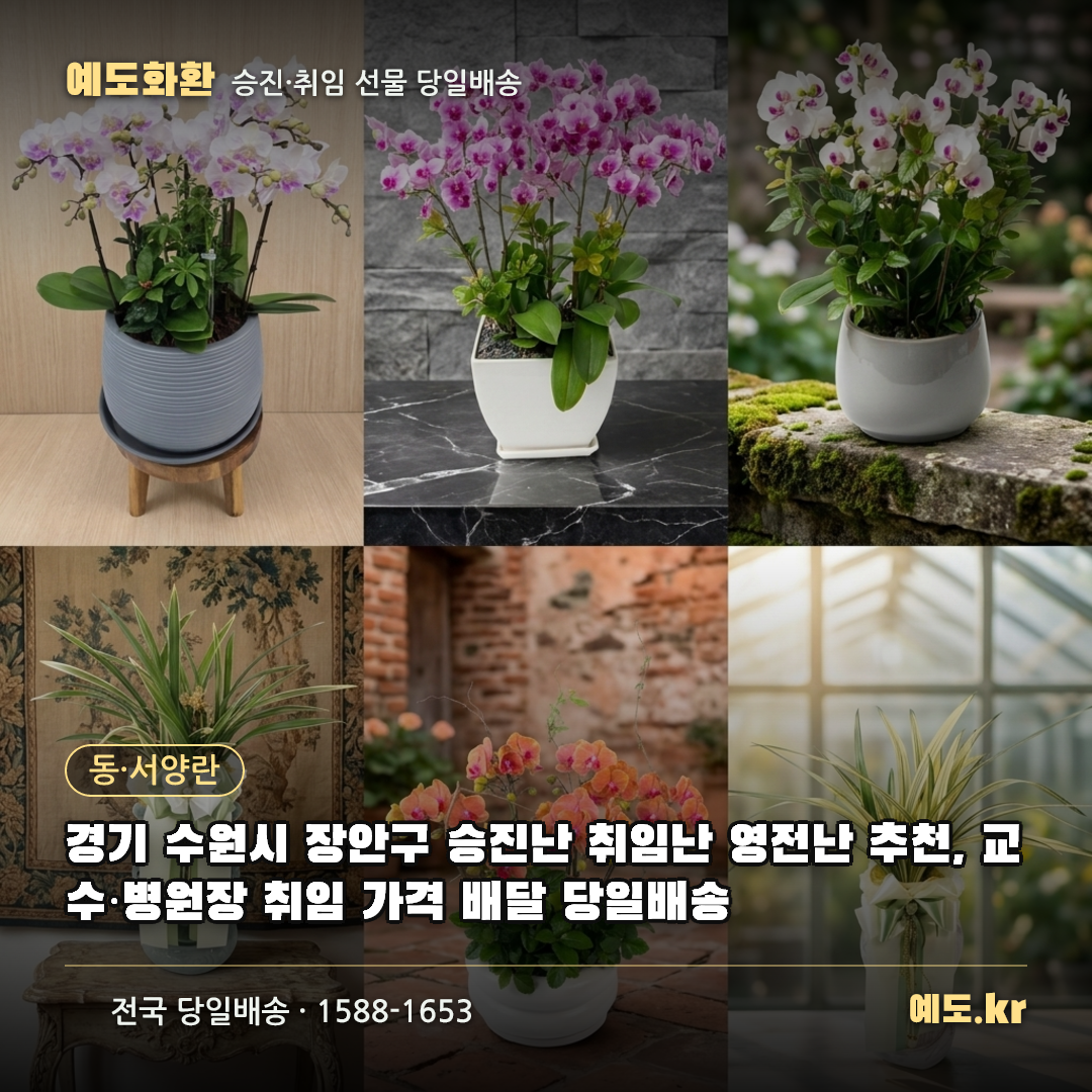 경기 수원시 장안구 승진난 취임난 영전난 추천, 교수·병원장 취임 가격 배달 당일배송 - 예도화환