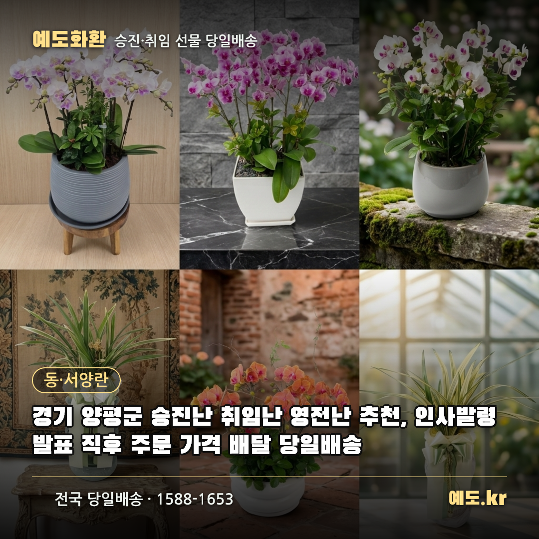 경기 양평군 승진난 취임난 영전난 추천, 인사발령 발표 직후 주문 가격 배달 당일배송 - 예도화환