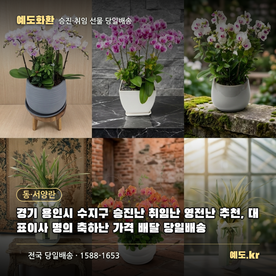 경기 용인시 수지구 승진난 취임난 영전난 추천, 대표이사 명의 축하난 가격 배달 당일배송 - 예도화환