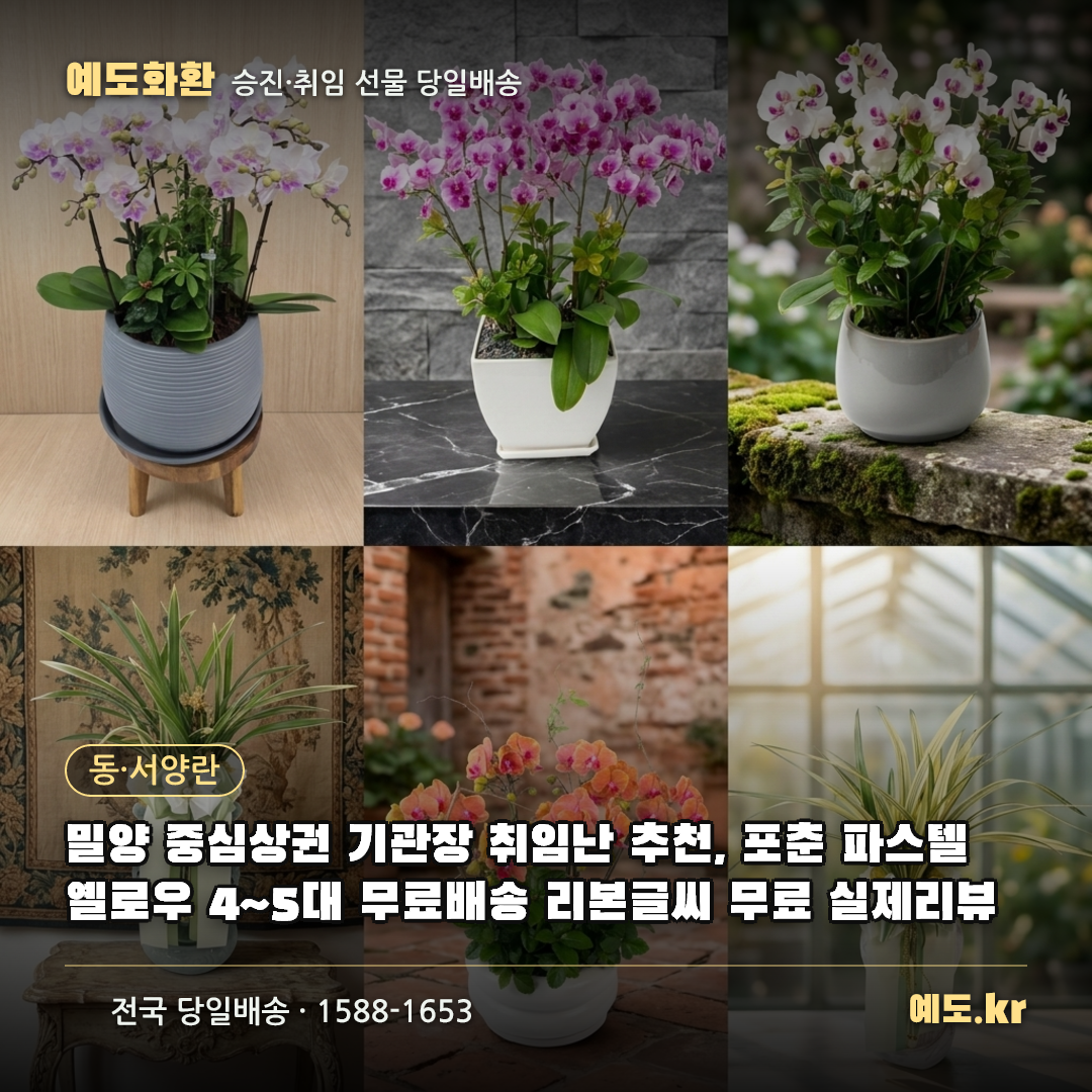 밀양 중심상권 기관장 취임난 추천, 포춘 파스텔 옐로우 4~5대 무료배송 리본글씨 무료 실제리뷰 - 예도화환