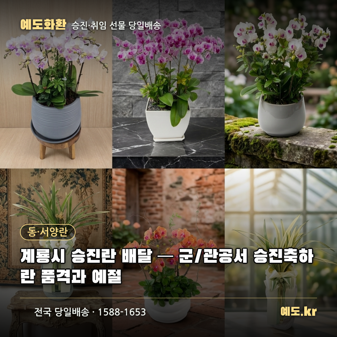 계룡시 승진란 배달 — 군/관공서 승진축하란 품격과 예절 - 예도화환