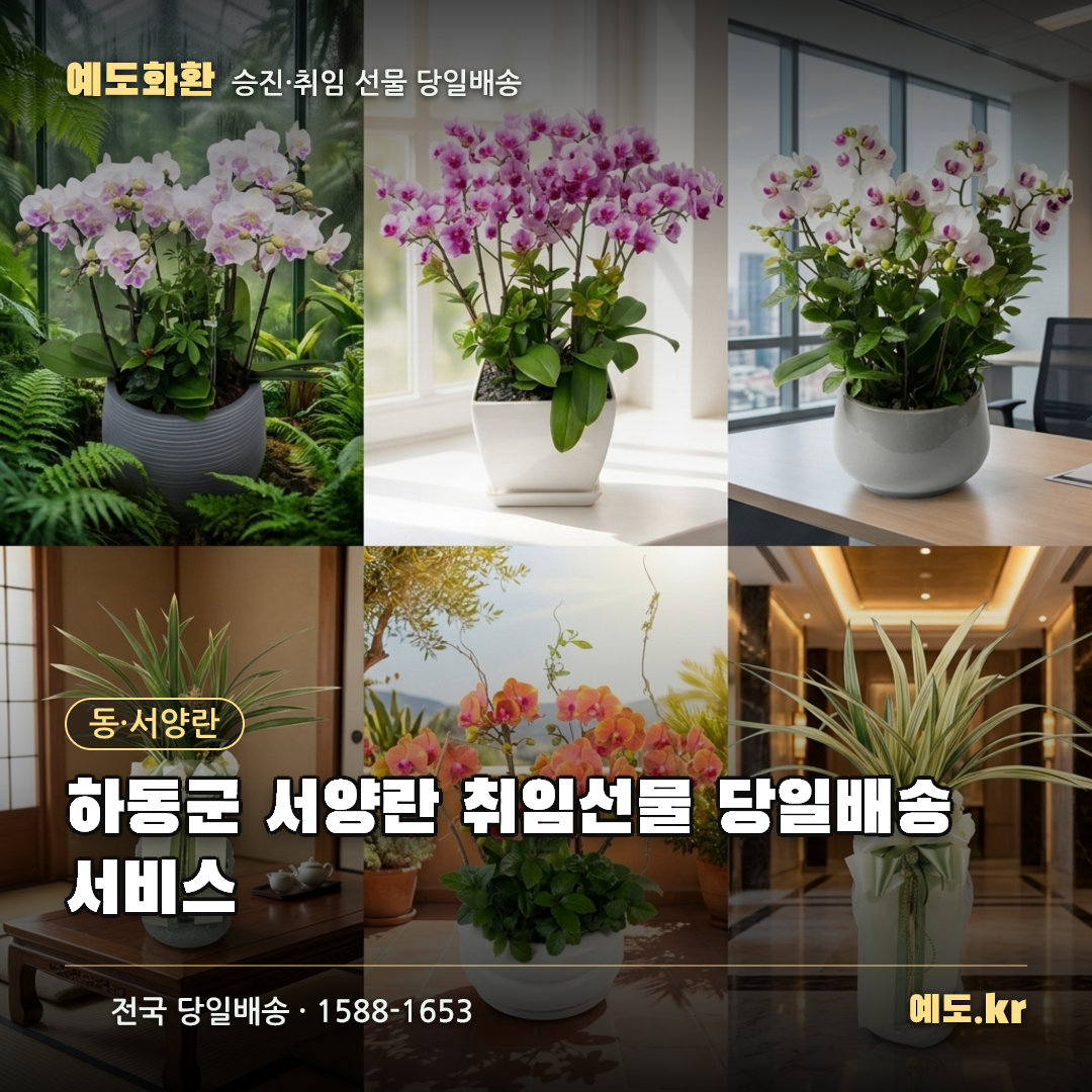 하동군 서양란 취임선물 당일배송 서비스 - 예도화환