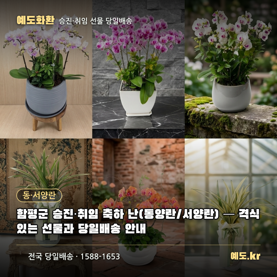 함평군 승진·취임 축하 난(동양란/서양란) — 격식 있는 선물과 당일배송 안내 - 예도화환