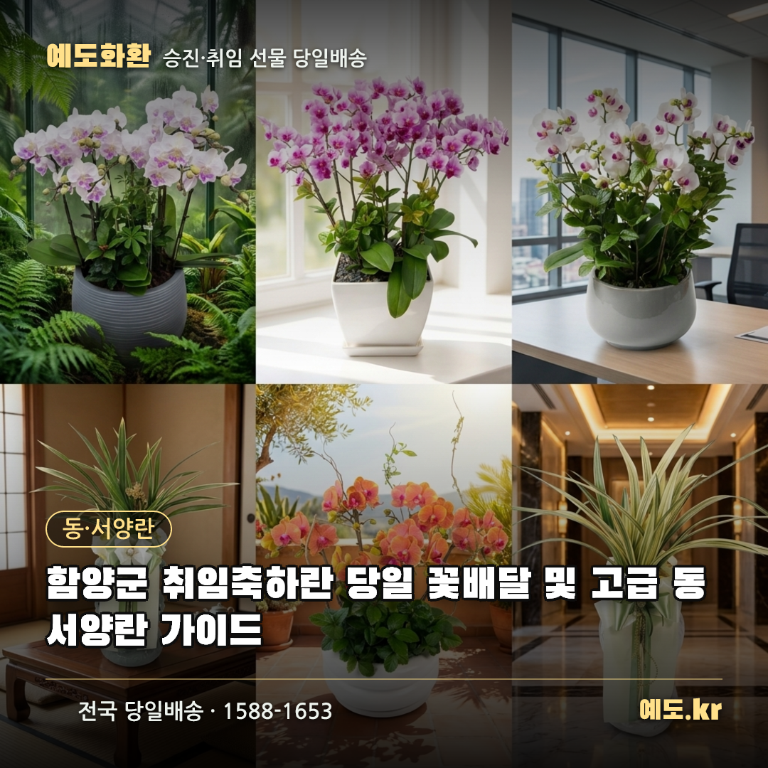 함양군 취임축하란 당일 꽃배달 및 고급 동서양란 가이드 - 예도화환