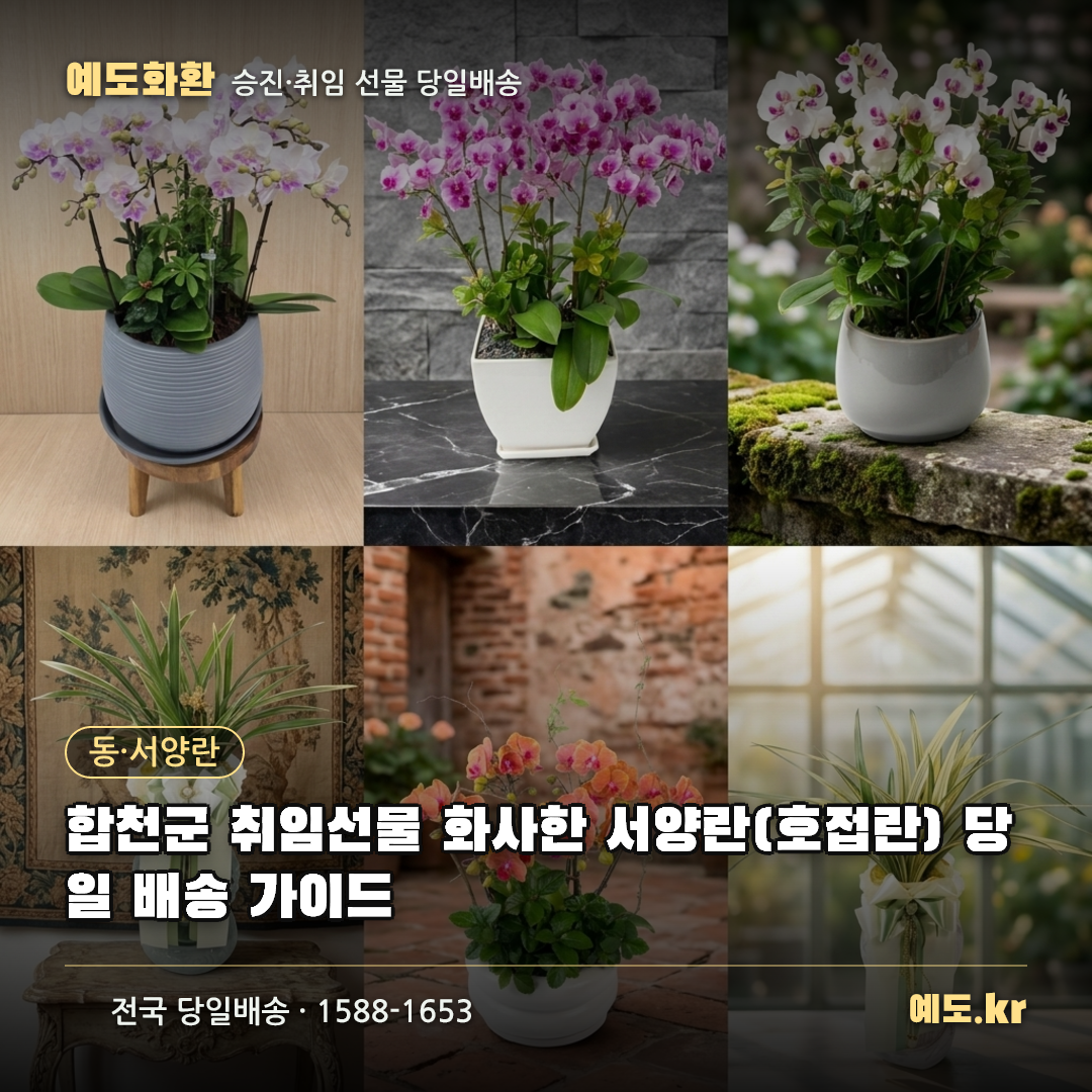 합천군 취임선물 화사한 서양란(호접란) 당일 배송 가이드 - 예도화환