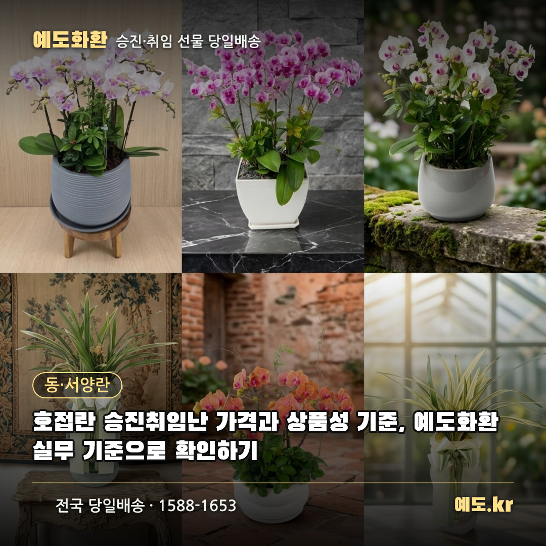 호접란 승진취임난 가격과 상품성 기준, 예도화환 실무 기준으로 확인하기 - 예도화환