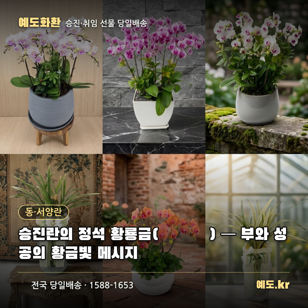 승진란의 정석 황룡금(黃龍金) — 부와 성공의 황금빛 메시지 - 예도화환