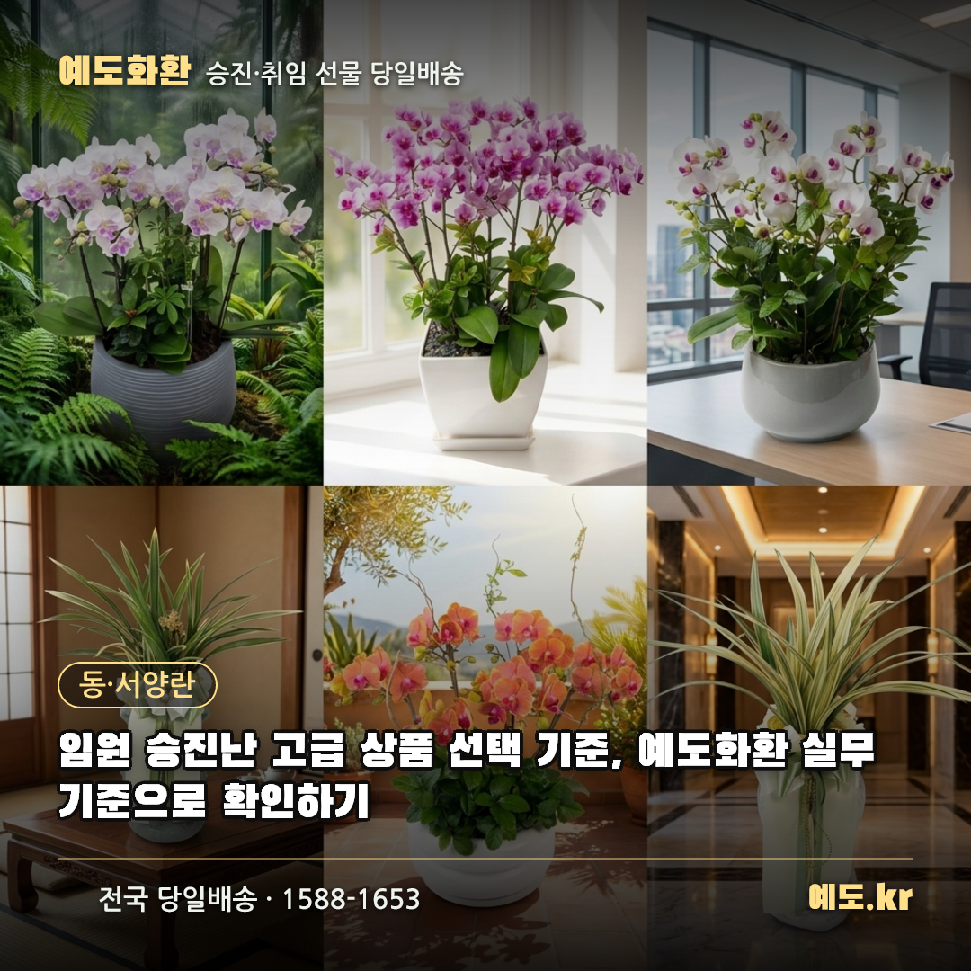 임원 승진난 고급 상품 선택 기준, 예도화환 실무 기준으로 확인하기 - 예도화환