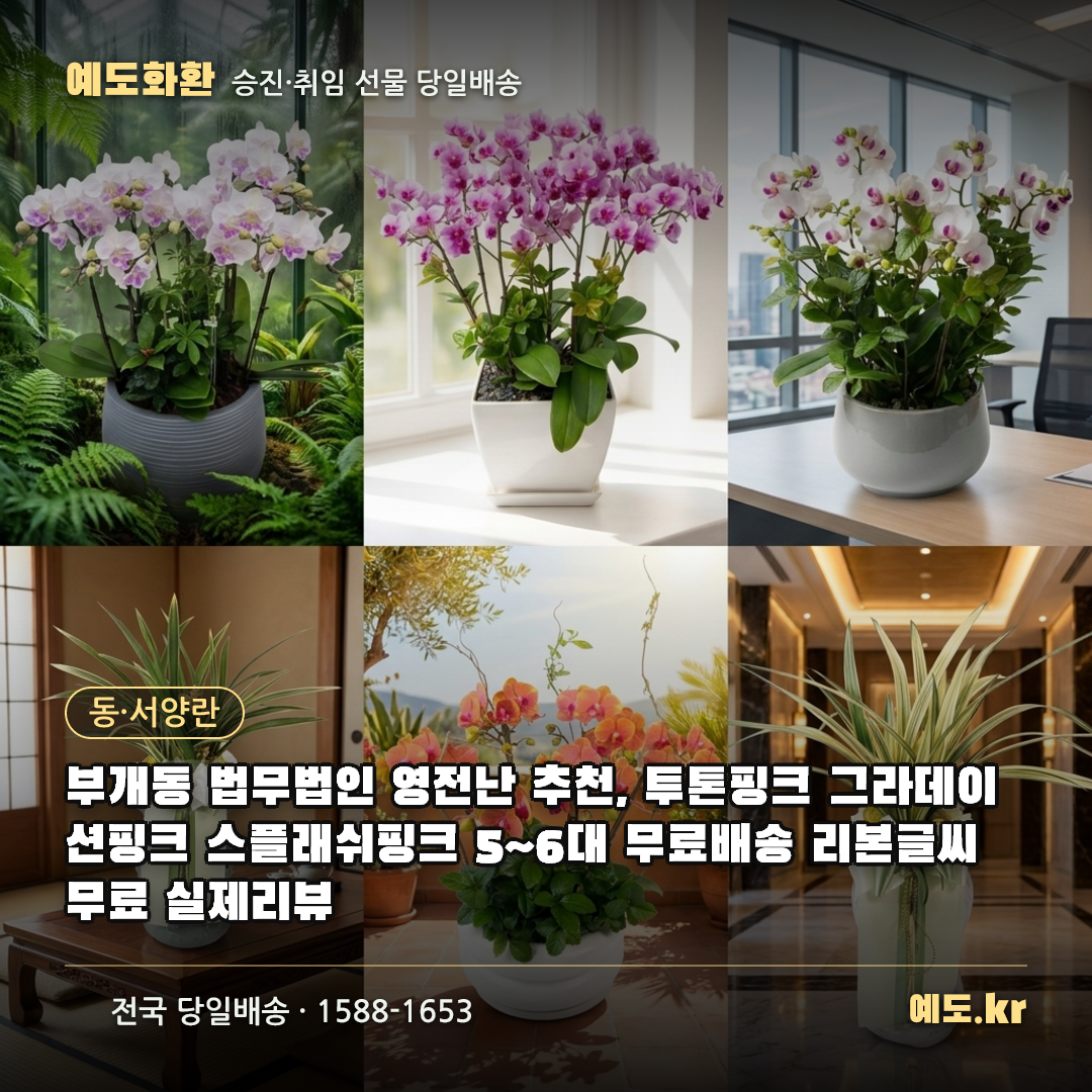 부개동 법무법인 영전난 추천, 투톤핑크 그라데이션핑크 스플래쉬핑크 5~6대 무료배송 리본글씨 무료 실제리뷰 - 예도화환